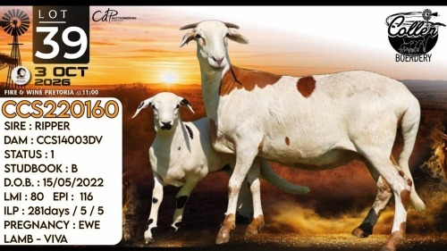 1+1 X MEATMASTER RECORDED EWE Collen Boerdery