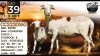 1+1 X MEATMASTER RECORDED EWE Collen Boerdery