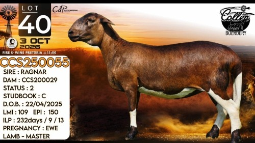 1 X MEATMASTER RECORDED EWE Collen Boerdery