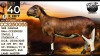 1 X MEATMASTER RECORDED EWE Collen Boerdery