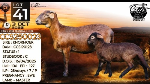 1+1 X MEATMASTER RECORDED EWE Collen Boerdery