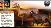 1+1 X MEATMASTER RECORDED EWE Collen Boerdery