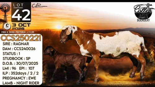 1+1 X MEATMASTER RECORDED EWE Collen Boerdery