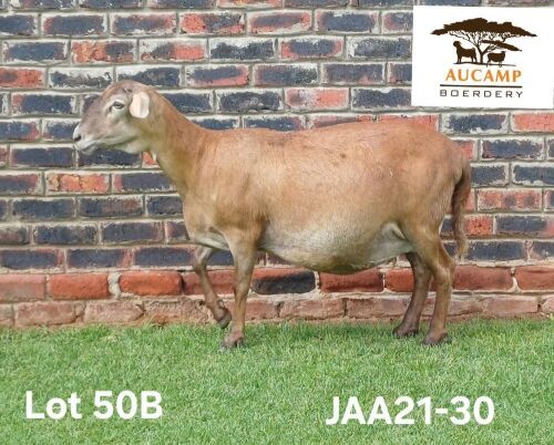 1 X MEATMASTER NOT RECORDED PREGNANT EWE Aucamp Boerdery
