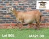 1 X MEATMASTER NOT RECORDED PREGNANT EWE Aucamp Boerdery
