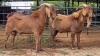 2 X KALAHARI RED BUCK CJ WALKER (Pay per animal to take the lot)