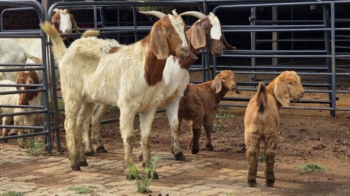 2+2 X BOER GOAT DOE CJ WALKER (Pay per animal to take the lot)