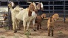 2+2 X BOER GOAT DOE CJ WALKER (Pay per animal to take the lot)