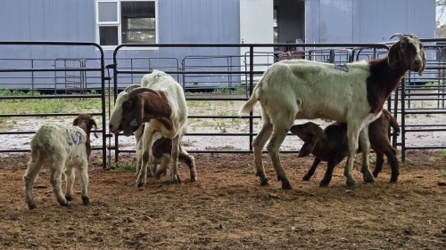 2+4 X BOER GOAT DOE CJ WALKER (Pay per animal to take the lot)
