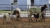 2+4 X BOER GOAT DOE CJ WALKER (Pay per animal to take the lot)