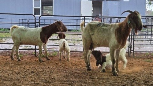 2+2 X BOER GOAT DOE CJ WALKER (Pay per animal to take the lot)