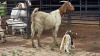 1+2 X BOER GOAT DOE CJ WALKER