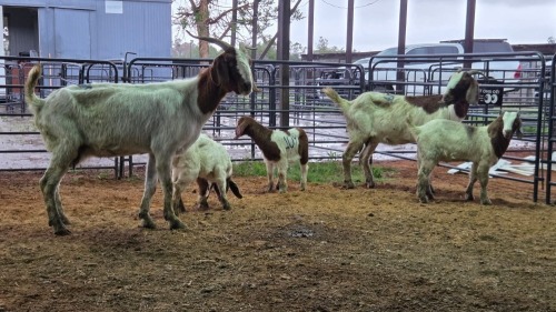 2+3 X BOER GOAT DOE CJ WALKER (Pay per animal to take the lot)