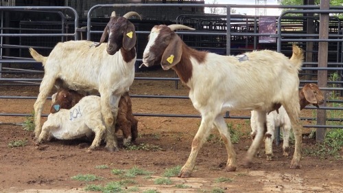 2+3 X BOER GOAT DOE CJ WALKER (Pay per animal to take the lot)
