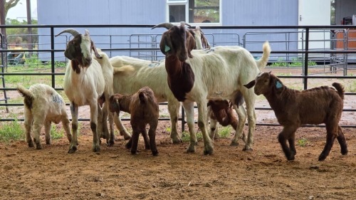 3+5 X BOER GOAT DOE CJ WALKER (Pay per animal to take the lot)