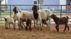 3+5 X BOER GOAT DOE CJ WALKER (Pay per animal to take the lot)