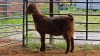 1 X KALAHARI RED CROSS DOE CJ WALKER