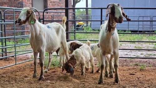 2+3 X BOER GOAT DOE CJ WALKER (Pay per animal to take the lot)