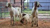2+3 X BOER GOAT DOE CJ WALKER (Pay per animal to take the lot)