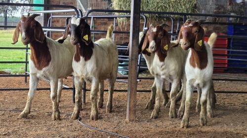 5 X BOER GOAT DOE CJ WALKER (Pay per animal to take the lot)