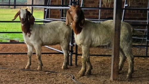 2 X BOER GOAT DOE CJ WALKER (Pay per animal to take the lot)