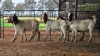 5 X BOER GOAT DOE CJ WALKER (Pay per animal to take the lot)