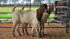 2 X BOER GOAT DOE CJ WALKER (Pay per animal to take the lot)