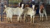 5 X BOER GOAT DOE CJ WALKER (Pay per animal to take the lot)