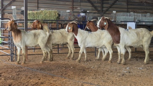 5 X BOER GOAT DOE CJ WALKER (Pay per animal to take the lot)