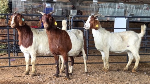 3 X BOER GOAT DOE CJ WALKER (Pay per animal to take the lot)