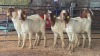5 X BOER GOAT DOE CJ WALKER (Pay per animal to take the lot)