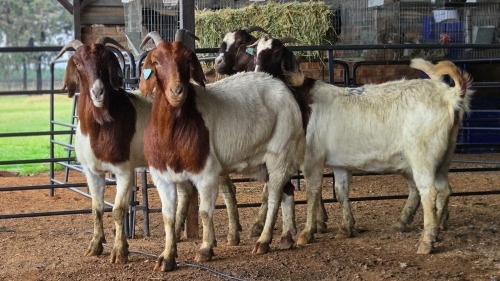 4 X BOER GOAT DOE CJ WALKER (Pay per animal to take the lot)