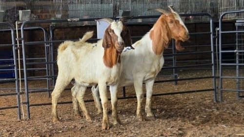 2 X BOER GOAT DOE CJ WALKER (Pay per animal to take the lot)