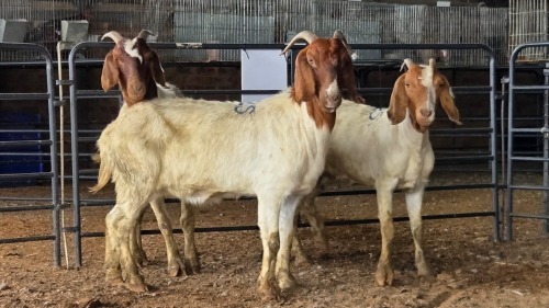 3 X BOER GOAT DOE CJ WALKER (Pay per animal to take the lot)