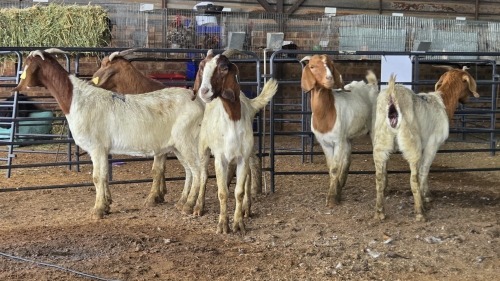 5 X BOER GOAT DOE CJ WALKER (Pay per animal to take the lot)