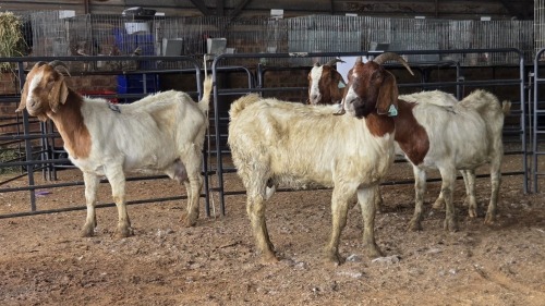 4 X BOER GOAT DOE CJ WALKER (Pay per animal to take the lot)