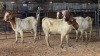 4 X BOER GOAT DOE CJ WALKER (Pay per animal to take the lot)