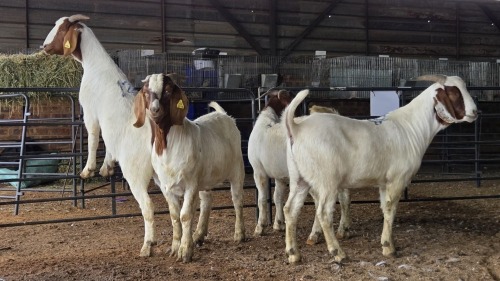 4 X BOER GOAT KAPATER CJ WALKER (Pay per animal to take the lot)