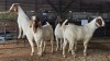 4 X BOER GOAT KAPATER CJ WALKER (Pay per animal to take the lot)