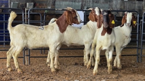 4 X BOER GOAT KAPATER CJ WALKER (Pay per animal to take the lot)