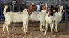 4 X BOER GOAT KAPATER CJ WALKER (Pay per animal to take the lot)
