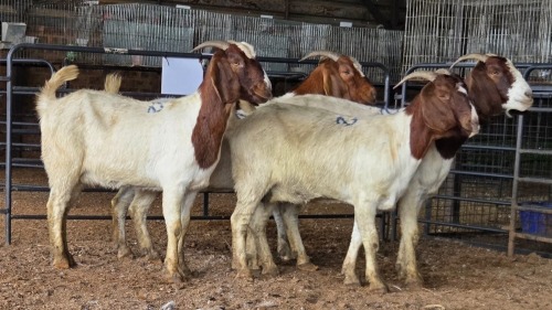 4 X BOER GOAT DOE CJ WALKER (Pay per animal to take the lot)