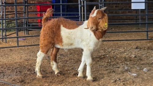 1 X BOER GOAT CROSS BUCK CJ WALKER