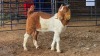 1 X BOER GOAT CROSS BUCK CJ WALKER