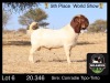 1 X BOERBOK RAM MILAMIEK BOERBOKSTOET - POTENTIAL STUD