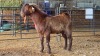 1 X KALAHARI RED BUCK W. VAN HEERDEN
