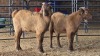 2 X KALAHARI RED BUCK W. VAN HEERDEN (Pay per animal to take the lot)