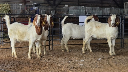 4 X BOER GOAT KAPATER CJ WALKER (Pay per animal to take the lot)