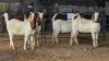 4 X BOER GOAT KAPATER CJ WALKER (Pay per animal to take the lot)