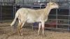 1 X MEATMASTERS EWE LIVESTOCK 88 84